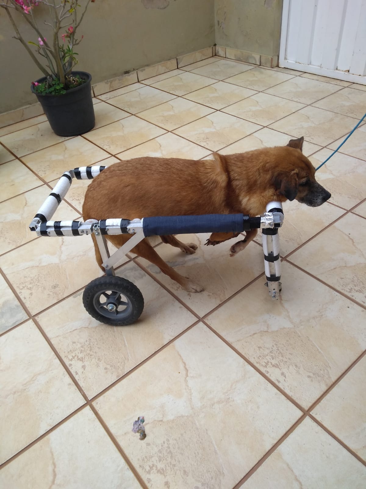 Thor